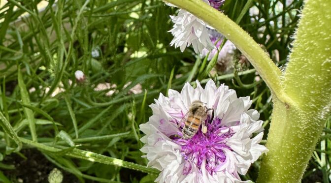 25-07Blumen01