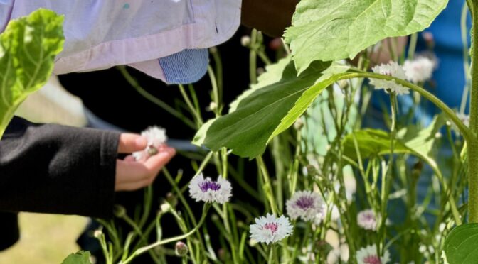 25-07Blumen06