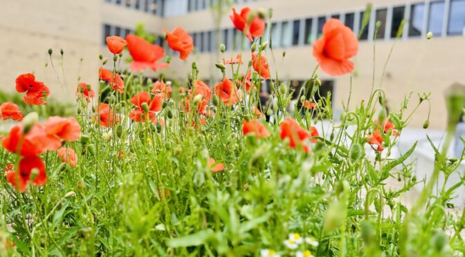 25-07Blumen09