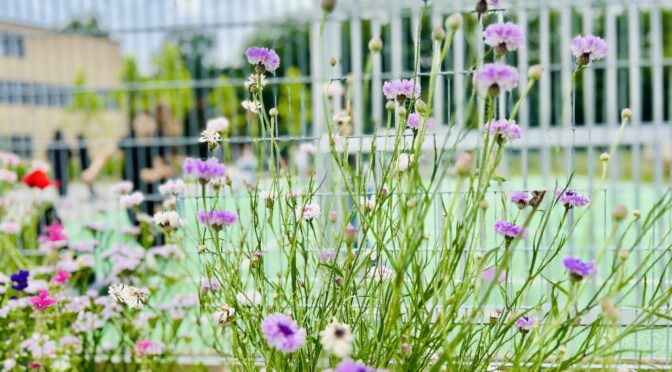 25-07Blumen10