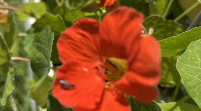 25-07Blumen12