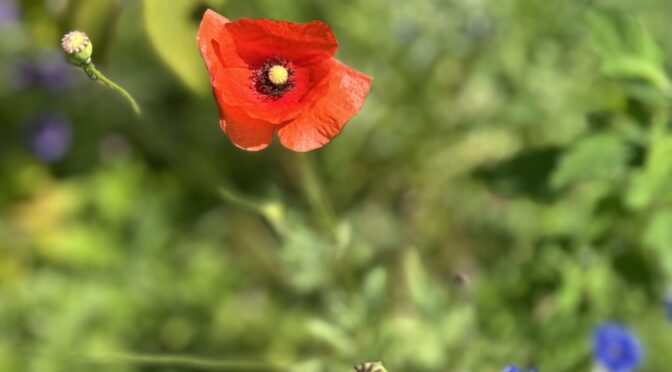 25-07Blumen13