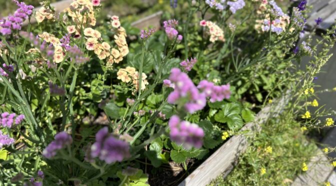 25-07Blumen14
