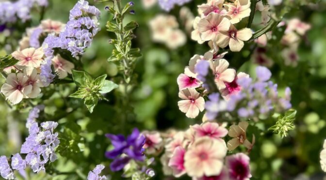 25-07Blumen15